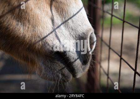 Ein Nahfoto des Kopfes eines Haflinger Pferdes, wie er am Zaun steht, mit der Sonne darauf. Selektiver Fokus. Stockfoto