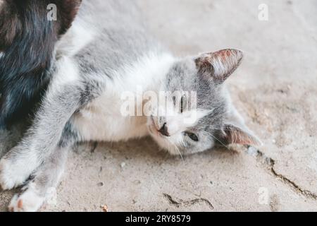 Graues Kätzchen liegt auf dem grauen Boden. Das Kätzchen schläft auf dem Betonboden. Eine süße grau-weiße Katze ruht sich aus. Tag der Katzen. Stockfoto