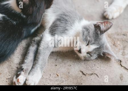 Graues Kätzchen liegt auf dem grauen Boden. Das Kätzchen schläft auf dem Betonboden. Eine süße grau-weiße Katze ruht sich aus. Tag der Katzen. Stockfoto