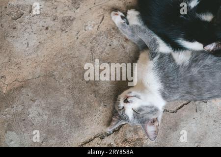Graues Kätzchen liegt auf dem grauen Boden. Das Kätzchen schläft auf dem Betonboden. Eine süße grau-weiße Katze ruht sich aus. Tag der Katzen. Stockfoto