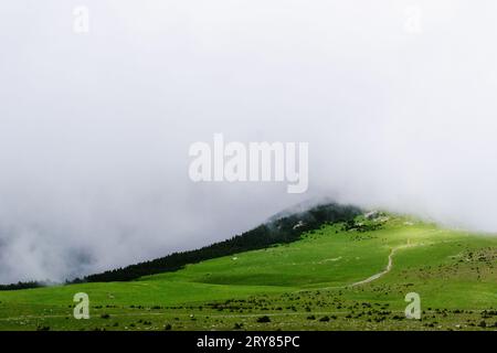 Bewölkter Blick auf den Wald in den spanischen Pyrenäen Stockfoto