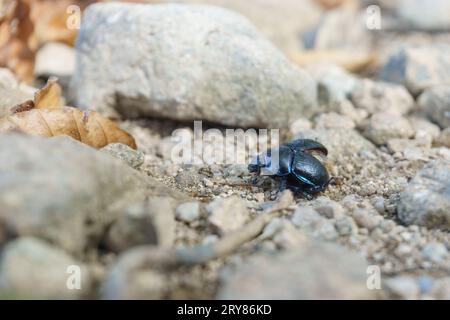 Detail eines blauen Minzkäfers oder eines blauen Minzblattkäfers mit metallisch blauem Look auf einem Steinweg. Chrysolina coerulans Stockfoto