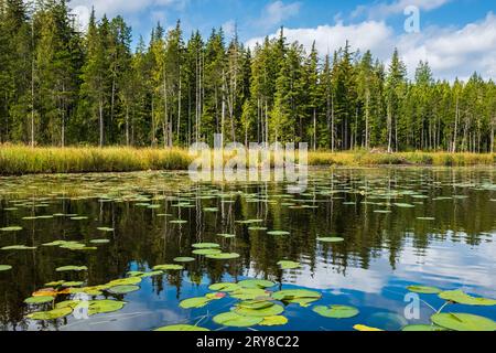 Wunderschöne Seerosenblätter in einem See am Wald an einem sonnigen Sommertag. Die Ruhe eines Herbstmorgens. Whonnock Lake am frühen Morgen. Waldsee in A Stockfoto