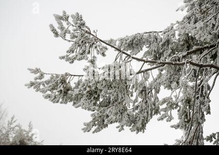 Schnee- und frostbedeckte Kiefernäste Stockfoto