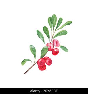 Cowberry, Preiselbeerzweig mit grünen Blättern und roten Beeren. Aquarell handgemalte Illustration isoliert auf weißem Hintergrund. Vintage-Stil. Gut Stockfoto