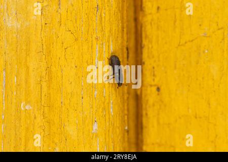 Hylastes cunicularius Familie Curculionidae Gattung Hylastes Rindenkäfer wilde Natur Insektenfotografie, Bild, Tapete Stockfoto