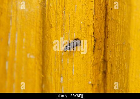 Hylastes cunicularius Familie Curculionidae Gattung Hylastes Rindenkäfer wilde Natur Insektenfotografie, Bild, Tapete Stockfoto