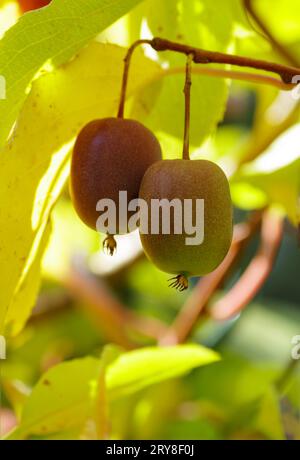 Beeren actinidia auf einer Ast-Nahaufnahme im Garten. Stockfoto