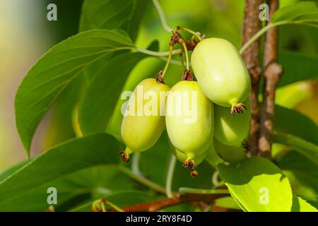 Beeren actinidia auf einer Ast-Nahaufnahme im Garten. Stockfoto