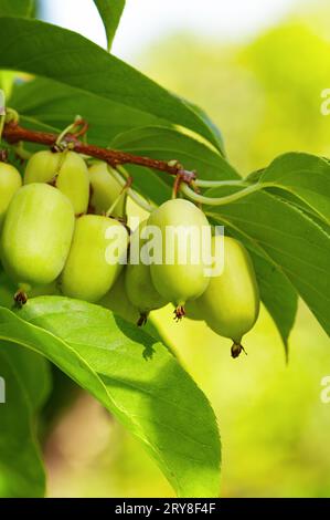 Beeren actinidia auf einer Ast-Nahaufnahme im Garten. Stockfoto