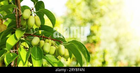 Beeren actinidia auf einer Ast-Nahaufnahme im Garten. Stockfoto