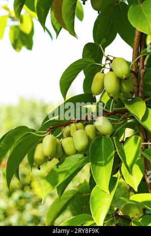 Beeren actinidia auf einer Ast-Nahaufnahme im Garten. Stockfoto