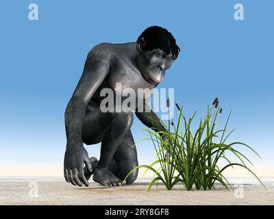 Homo Habilis - Menschliche Evolution Stockfoto