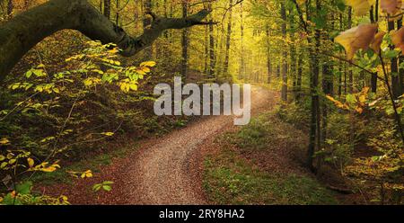 Kurviger Weg in ruhigem Herbstwald, mit den Linien, die in Richtung des weichen Sonnenlichts im Hintergrund führen Stockfoto