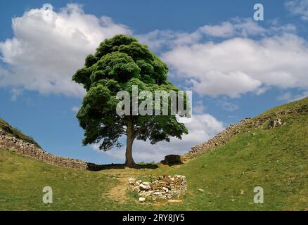 Sycamore Gap Stockfoto
