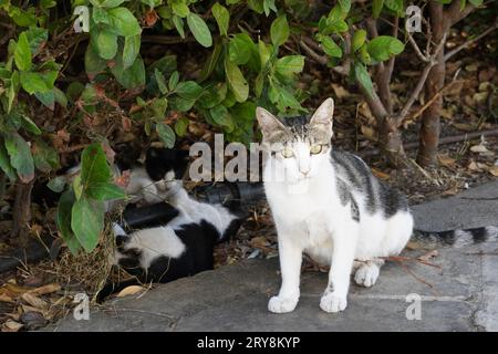 Eine streunende Katze, die auf dem Bürgersteig sitzt, schaut in die Kamera. Hinter ihr spielen zwei Kätzchen im Busch. Stockfoto