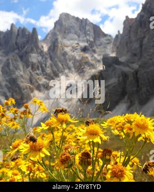 Gelbe Arnika-Blüten mit Bergkette im Hintergrund im Sommer Stockfoto