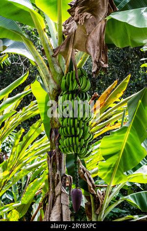 Bananen auf dem Ast im Regenwald von amazón. Stockfoto