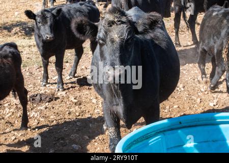 Sobald das Wasser beginnt, in den Tank zu pumpen, dauert es nicht mehr lange, bis die schwarzen angus-Kühe ankommen. Bokeh. Stockfoto