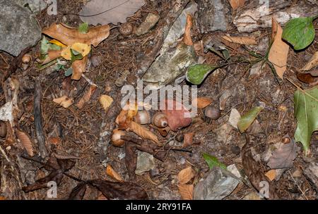 Eicheln und bunte Blätter auf dem Boden zeigen einen natürlichen Herbsthintergrund. Stockfoto