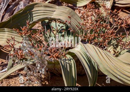 Welwitschia (Welwitschia mirabilis), endemisch, Namib Naukluft Nationalpark, Namibia Stockfoto