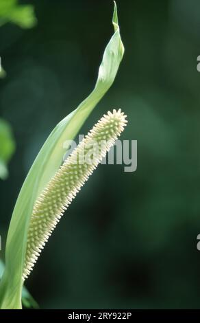 Frieden-Lilie (Spathiphyllum Floribundum) Stockfoto