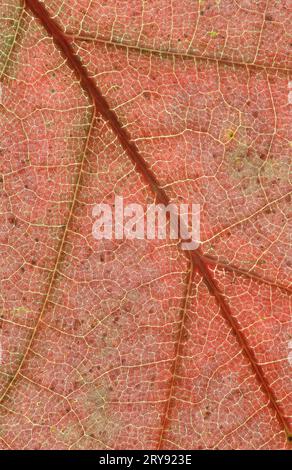 Nordrote Eiche (Quercus rubra), Blattdetail, Eiche Stockfoto