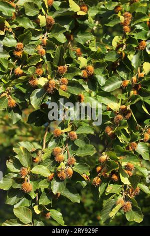 Gewöhnliche Buche (Fagus sylvatica) reife Früchte, sogenannte Buckeckern, die an einem Zweig hängen, Allgaeu, Bayern, Deutschland Stockfoto