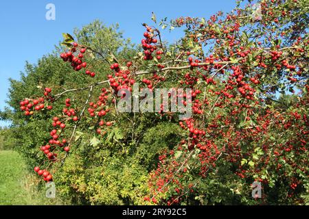 Weißdorn (Crataegus monogyna) reife rote Beeren an einem Zweig in einer Hecke, Allgaeu, Bayern, Deutschland Stockfoto