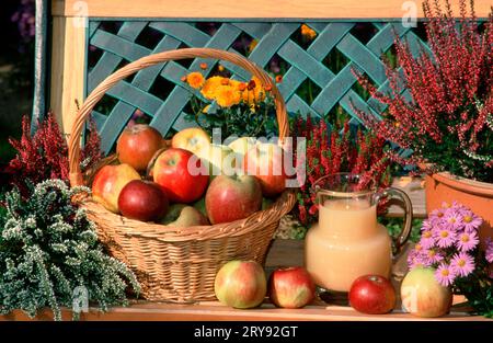 Verschiedene Apfelsorten Stockfoto