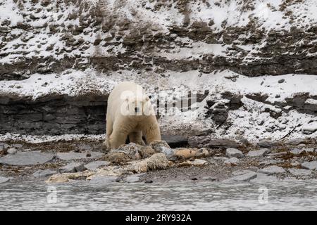 Der fliegende Eisbär (Ursus maritimus) isst den Kadaver eines gestrandeten toten Zwergwals an der Küste von Wahlbergoya, Svalbard, Svalbard, Norwegen Stockfoto