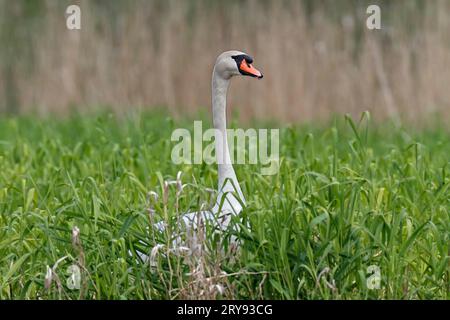 Mute Swan (Cygnus olor), erwachsener Vogel in der Vegetation, Naturpark Peenetal Flusslandschaft, Mecklenburg-Vorpommern, Deutschland Stockfoto