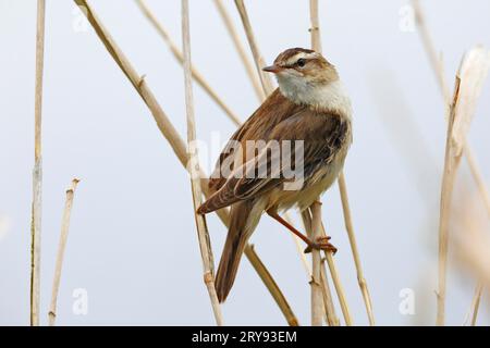 Seggenkammler (Acrocephalus schoenobaenus), erwachsener Vogel im Schilf auf einem Stiel, Naturpark Flusslandschaft Peenetal, Mecklenburg-Western Stockfoto