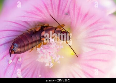 Ohrmuschel (Forficula auricularia) in Malvenblüte (Malva sylvestris), Hessen, Deutschland Stockfoto