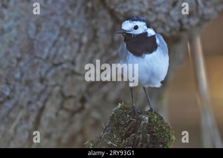 Weißbachtel (Motacilla alba), im Biotope, Naturpark Peenetal Flusslandschaft, Mecklenburg-Vorpommern, Deutschland Stockfoto