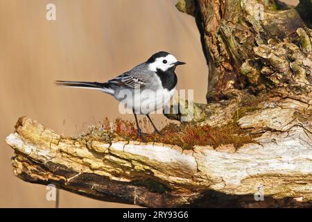 Weißbachtel (Motacilla alba), im Biotope, Naturpark Peenetal Flusslandschaft, Mecklenburg-Vorpommern, Deutschland Stockfoto