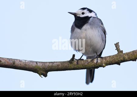 Weißbachtel (Motacilla alba), im Biotope, Naturpark Peenetal Flusslandschaft, Mecklenburg-Vorpommern, Deutschland Stockfoto