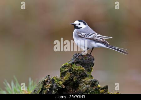 Weißbachtel (Motacilla alba), im Biotope, Naturpark Peenetal Flusslandschaft, Mecklenburg-Vorpommern, Deutschland Stockfoto