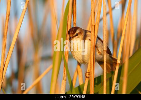 Seggenkammler (Acrocephalus schoenobaenus), erwachsener Vogel im Schilf auf einem Stiel, Naturpark Flusslandschaft Peenetal, Mecklenburg-Western Stockfoto