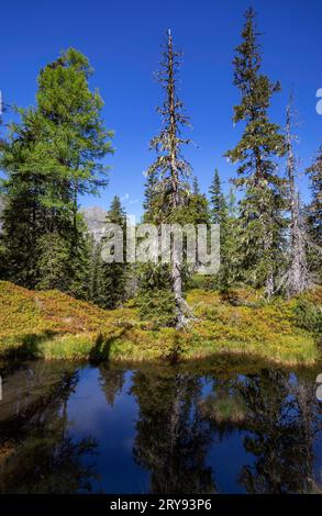 Moorteich auf dem Naturerlebnispfad durch den Rauriser Urwald, Kolm Saigurn, Rauriser Tal, Rauris, Nationalpark hohe Tauern, Pinzgau Stockfoto