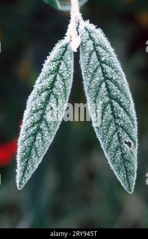 Raureif bedeckte Weidenblätter (Salix alba), Nordrhein-Westfalen, Deutschland Stockfoto