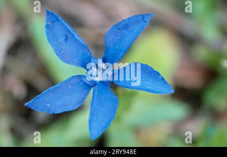 Kurzblättriger Enzian (Gentiana brachyphylla), Berchtesgaden, Deutschland Stockfoto