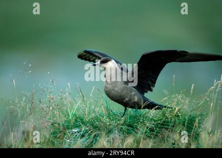 Arktische Skua (Stercorarius parasiticus), dunkle Phase, Lofoten, Norwegen Stockfoto