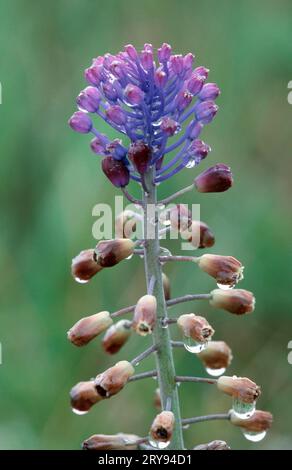 Tasselhyazinthe (Muscari comosum), Provence, Quasselhyazinthe Stockfoto