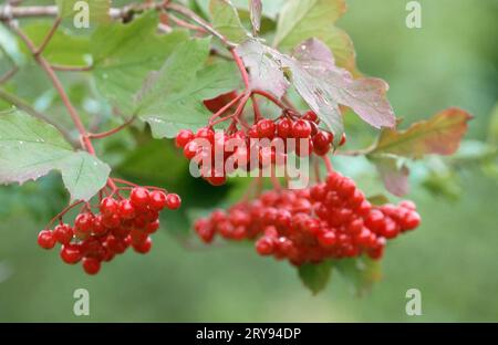 Beeren der Gelben Rose, Gelderrose (Viburnum opulus), Deutschland Stockfoto