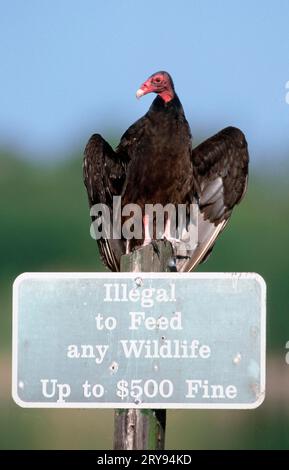 Truthahngeier (Cathartes Aura) auf Schild, Everglades National Park, Florida, USA Stockfoto
