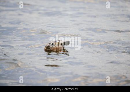 Eine Ente schwimmt in einem Teich. Wilde Ente auf dem Hintergrund des blauen Wassers im Herbst. Stockfoto