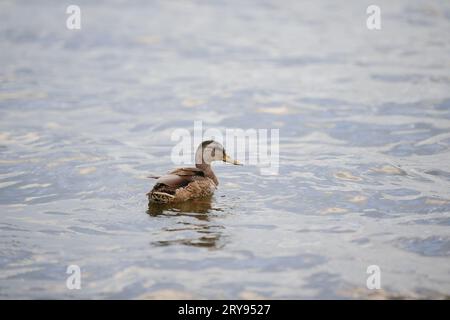 Eine Ente schwimmt in einem Teich. Wilde Ente auf dem Hintergrund des blauen Wassers im Herbst. Stockfoto