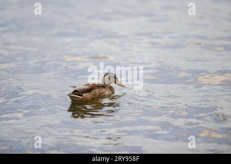 Eine Ente schwimmt in einem Teich. Wilde Ente auf dem Hintergrund des blauen Wassers im Herbst. Stockfoto