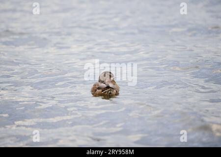 Eine Ente schwimmt in einem Teich. Wilde Ente auf dem Hintergrund des blauen Wassers im Herbst. Stockfoto